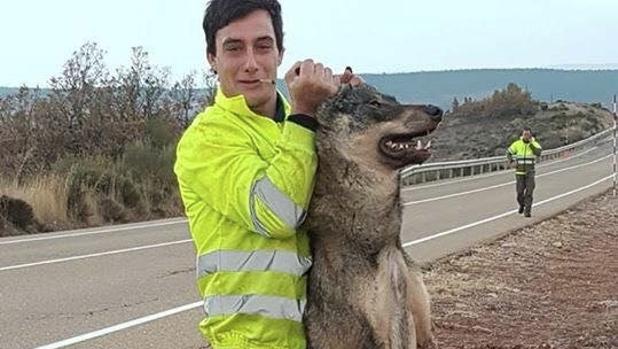 Polémica por la foto de un trabajador público con un lobo muerto